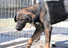 SCOOBY, Hund, Mischlingshund in Griechenland - Bild 7