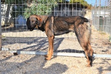 SCOOBY, Hund, Mischlingshund in Griechenland - Bild 9