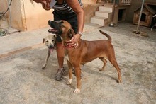 GRETA, Hund, Belgischer Schäferhund-Boxer-Mix in Spanien - Bild 9