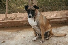 LUNA, Hund, Boxer-Mix in Spanien - Bild 2