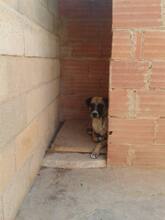 LUNA, Hund, Boxer-Mix in Spanien - Bild 6
