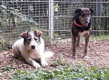 AKIO, Hund, Mischlingshund in Bad Nauheim - Bild 3