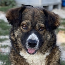 THEMIRA, Hund, Mischlingshund in Griechenland - Bild 1