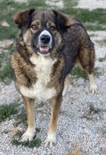 THEMIRA, Hund, Mischlingshund in Griechenland - Bild 10