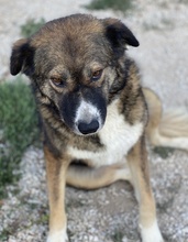 THEMIRA, Hund, Mischlingshund in Griechenland - Bild 12