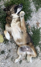 THEMIRA, Hund, Mischlingshund in Griechenland - Bild 13