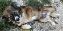 THEMIRA, Hund, Mischlingshund in Griechenland - Bild 14