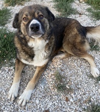 THEMIRA, Hund, Mischlingshund in Griechenland - Bild 15