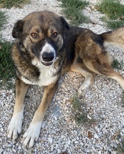 THEMIRA, Hund, Mischlingshund in Griechenland - Bild 16