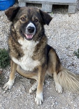 THEMIRA, Hund, Mischlingshund in Griechenland - Bild 17