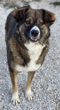 THEMIRA, Hund, Mischlingshund in Griechenland - Bild 2