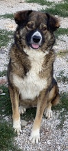 THEMIRA, Hund, Mischlingshund in Griechenland - Bild 3