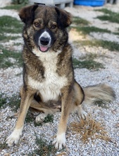 THEMIRA, Hund, Mischlingshund in Griechenland - Bild 4