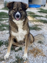 THEMIRA, Hund, Mischlingshund in Griechenland - Bild 5
