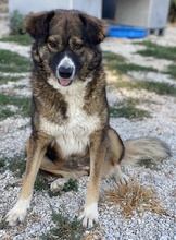 THEMIRA, Hund, Mischlingshund in Griechenland - Bild 6