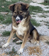 THEMIRA, Hund, Mischlingshund in Griechenland - Bild 7