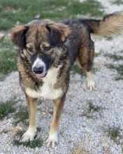 THEMIRA, Hund, Mischlingshund in Griechenland - Bild 9