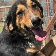 ROLLO, Hund, Mischlingshund in Griechenland - Bild 1