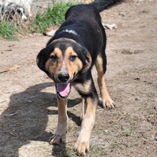 ROLLO, Hund, Mischlingshund in Griechenland - Bild 2
