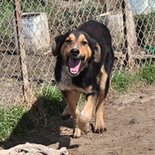 ROLLO, Hund, Mischlingshund in Griechenland - Bild 3