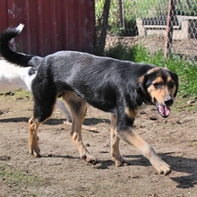 ROLLO, Hund, Mischlingshund in Griechenland - Bild 4