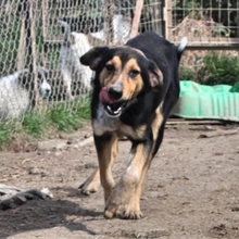 ROLLO, Hund, Mischlingshund in Griechenland - Bild 5