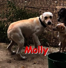 MOLLY, Hund, Mischlingshund in Bulgarien - Bild 1