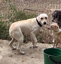 MOLLY, Hund, Mischlingshund in Bulgarien - Bild 2