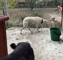 MOLLY, Hund, Mischlingshund in Bulgarien - Bild 3