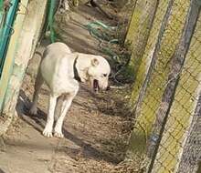 MOLLY, Hund, Mischlingshund in Bulgarien - Bild 7