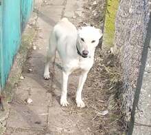 MOLLY, Hund, Mischlingshund in Bulgarien - Bild 8