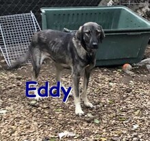 EDDY, Hund, Mischlingshund in Bulgarien - Bild 1