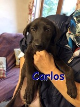 CARLOS, Hund, Mischlingshund in Bulgarien - Bild 1