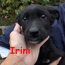 IRINI, Hund, Mischlingshund in Bulgarien - Bild 1