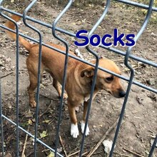 SOCKS, Hund, Mischlingshund in Göttingen - Bild 14