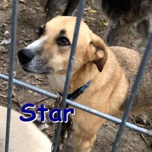STAR, Hund, Mischlingshund in Gelsenkirchen - Bild 5