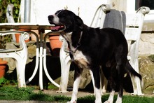 JIM, Hund, Border Collie in Haigerloch - Bild 1