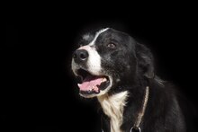 JIM, Hund, Border Collie in Haigerloch - Bild 2