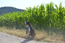 JIM, Hund, Border Collie in Haigerloch - Bild 4