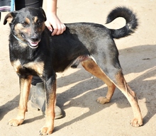 LACOS, Hund, Mischlingshund in Ungarn - Bild 2