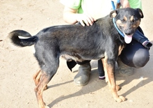 LACOS, Hund, Mischlingshund in Ungarn - Bild 4