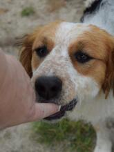 BANZE, Hund, Mischlingshund in Portugal - Bild 1