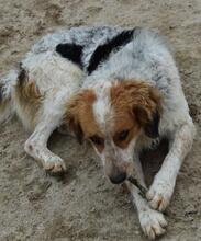 BANZE, Hund, Mischlingshund in Portugal - Bild 2
