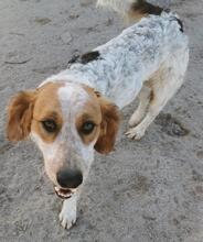 BANZE, Hund, Mischlingshund in Portugal - Bild 3