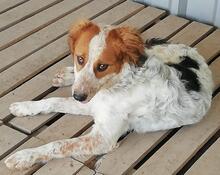 BANZE, Hund, Mischlingshund in Portugal - Bild 4