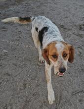 BANZE, Hund, Mischlingshund in Portugal - Bild 6