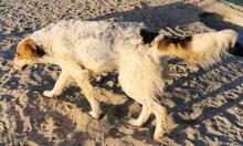 BANZE, Hund, Mischlingshund in Portugal - Bild 7