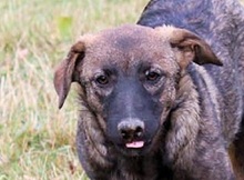 HARRY, Hund, Mischlingshund in Rumänien - Bild 1