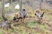 HARRY, Hund, Mischlingshund in Rumänien - Bild 10