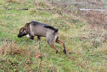 HARRY, Hund, Mischlingshund in Rumänien - Bild 11